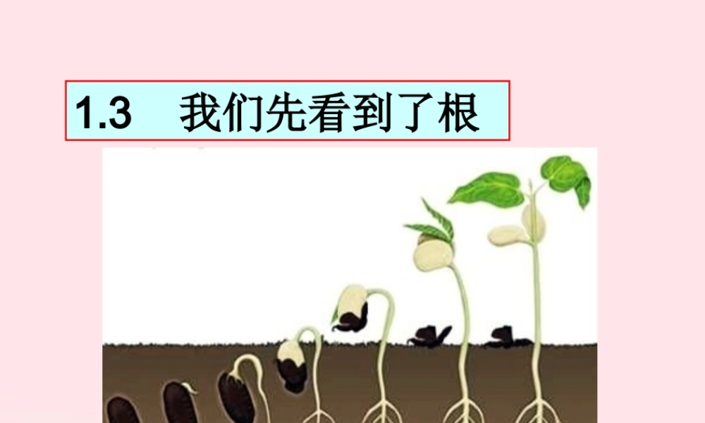 三年级科学下册 植物的生长变化 3 我们先看到了根课件2 教科版-教科版小学三年级下册自然科学课件