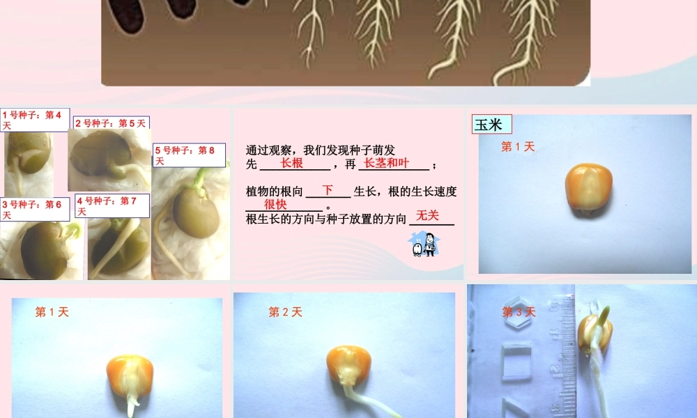 三年级科学下册 植物的生长变化 3 我们先看到了根课件2 教科版-教科版小学三年级下册自然科学课件