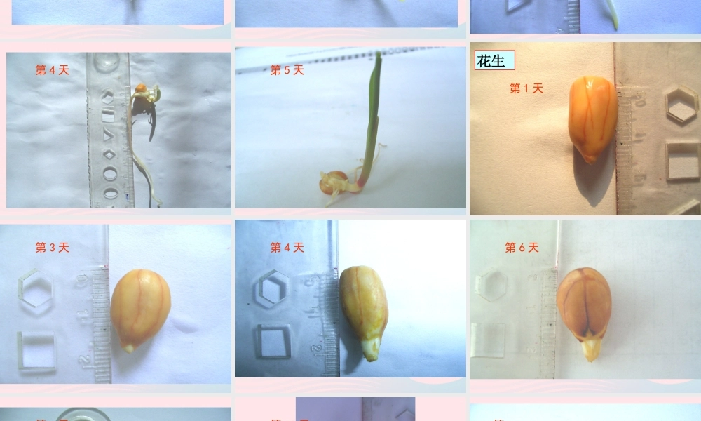 三年级科学下册 植物的生长变化 3 我们先看到了根课件2 教科版-教科版小学三年级下册自然科学课件