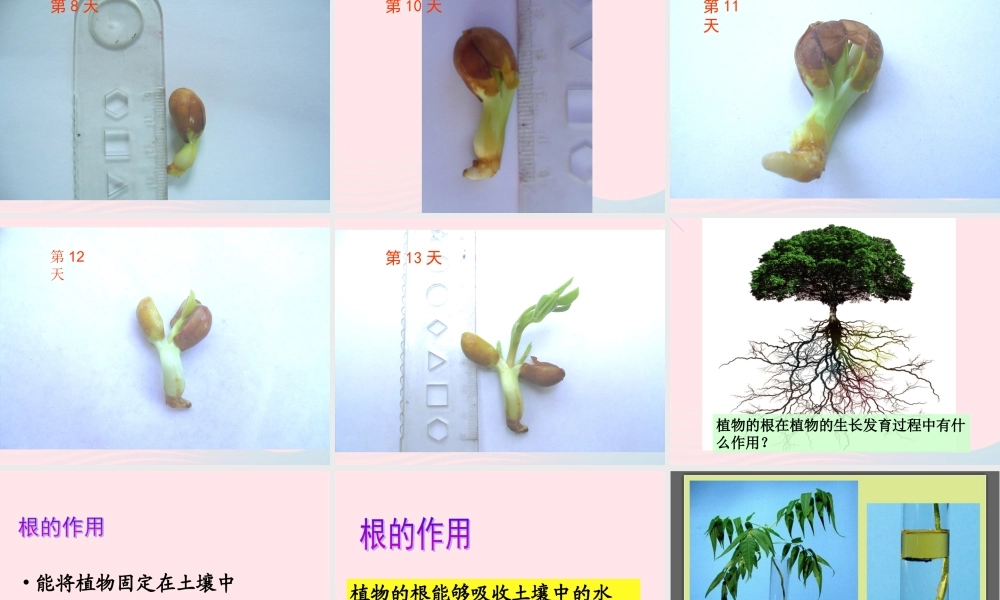 三年级科学下册 植物的生长变化 3 我们先看到了根课件2 教科版-教科版小学三年级下册自然科学课件