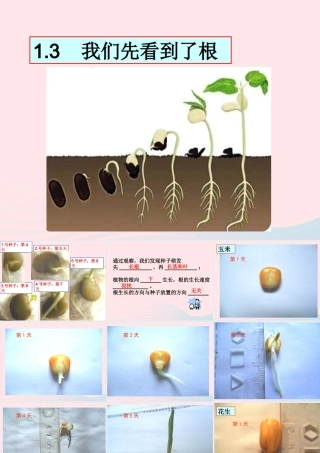 三年级科学下册 植物的生长变化 3 我们先看到了根课件2 教科版-教科版小学三年级下册自然科学课件