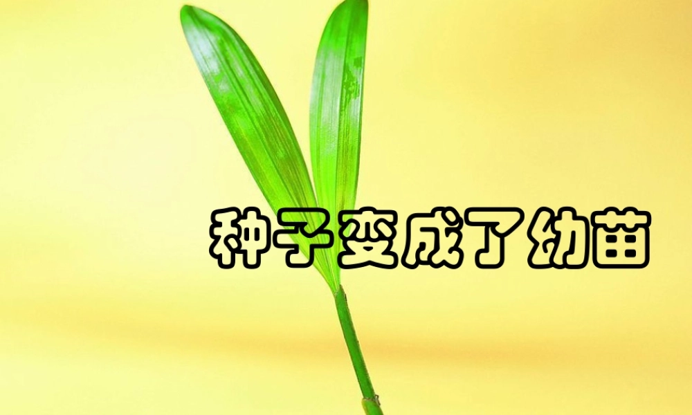 三年级科学下册 植物的生长变化 4 种子变成了幼苗课件1 教科版-教科版小学三年级下册自然科学课件