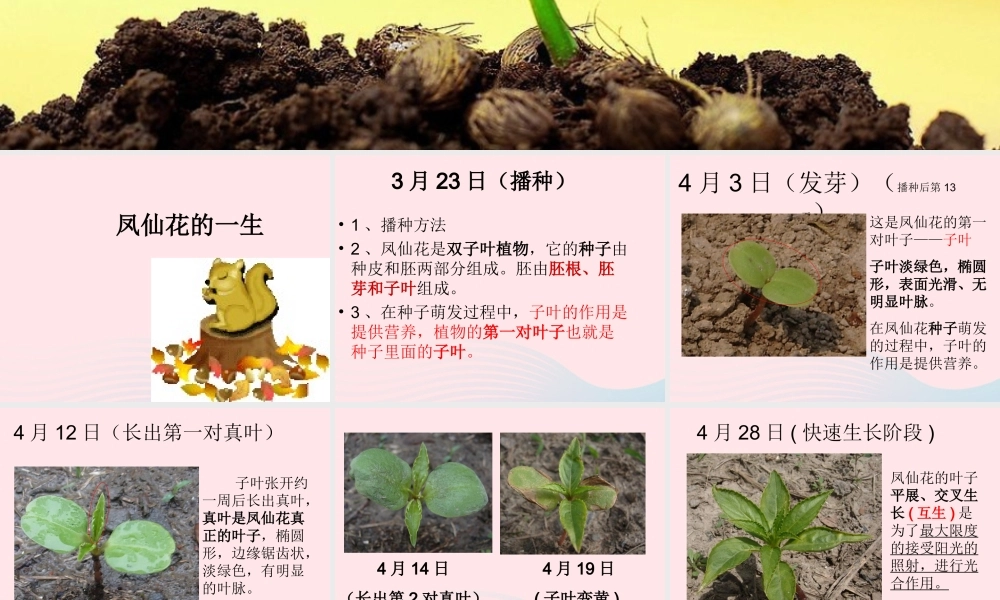 三年级科学下册 植物的生长变化 4 种子变成了幼苗课件1 教科版-教科版小学三年级下册自然科学课件