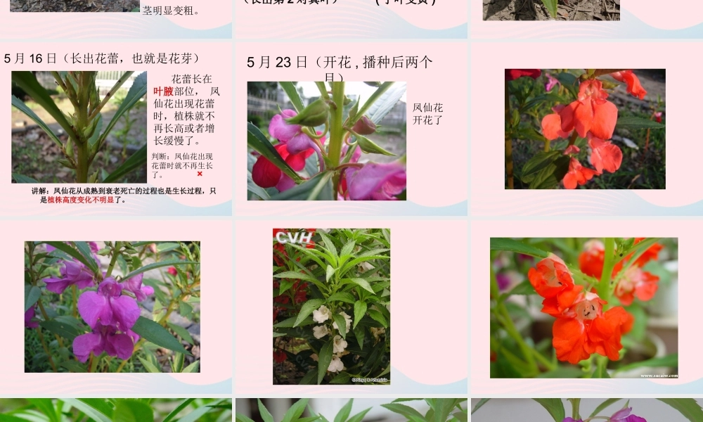 三年级科学下册 植物的生长变化 4 种子变成了幼苗课件1 教科版-教科版小学三年级下册自然科学课件