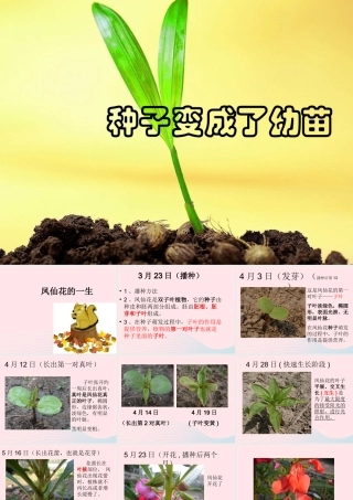 三年级科学下册 植物的生长变化 4 种子变成了幼苗课件1 教科版-教科版小学三年级下册自然科学课件