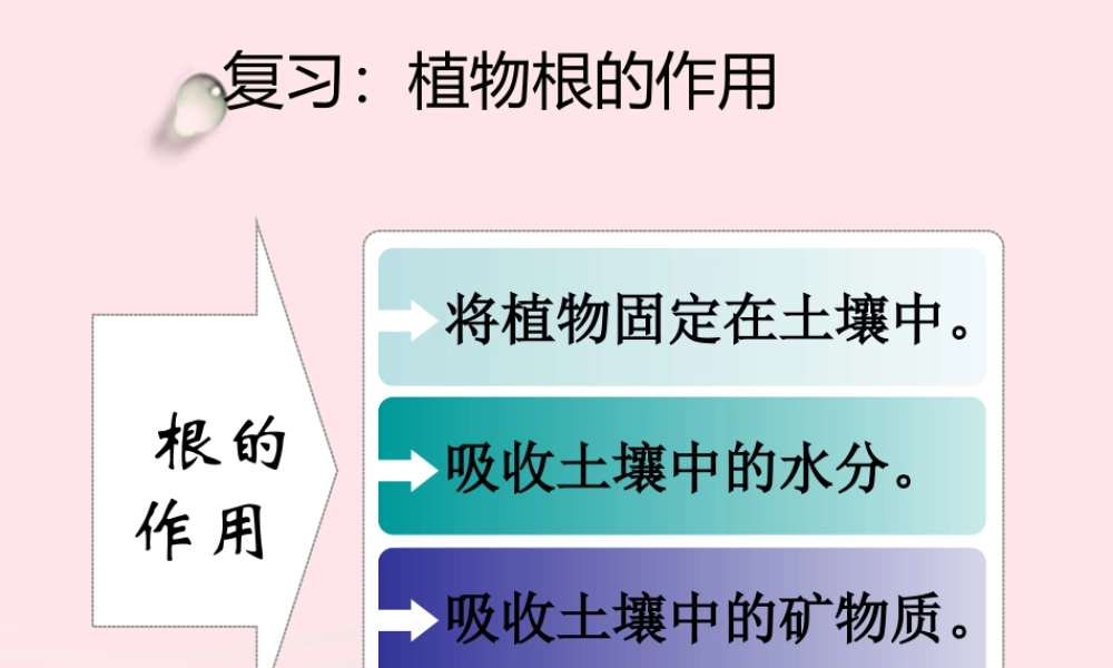 三年级科学下册 植物的生长变化 4 种子变成了幼苗课件2 教科版-教科版小学三年级下册自然科学课件