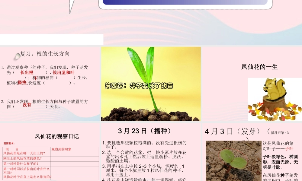 三年级科学下册 植物的生长变化 4 种子变成了幼苗课件2 教科版-教科版小学三年级下册自然科学课件