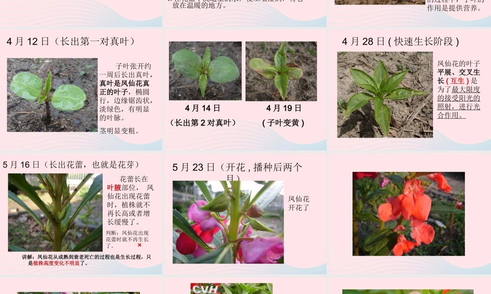 三年级科学下册 植物的生长变化 4 种子变成了幼苗课件2 教科版-教科版小学三年级下册自然科学课件