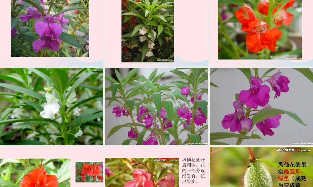 三年级科学下册 植物的生长变化 4 种子变成了幼苗课件2 教科版-教科版小学三年级下册自然科学课件