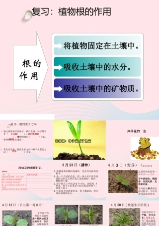 三年级科学下册 植物的生长变化 4 种子变成了幼苗课件2 教科版-教科版小学三年级下册自然科学课件
