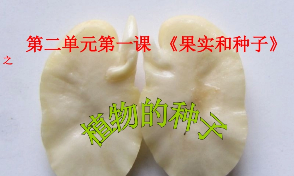 三年级科学下册 二 植物的生长 1《植物的种子》课件1 新人教版-新人教版小学三年级下册自然科学课件