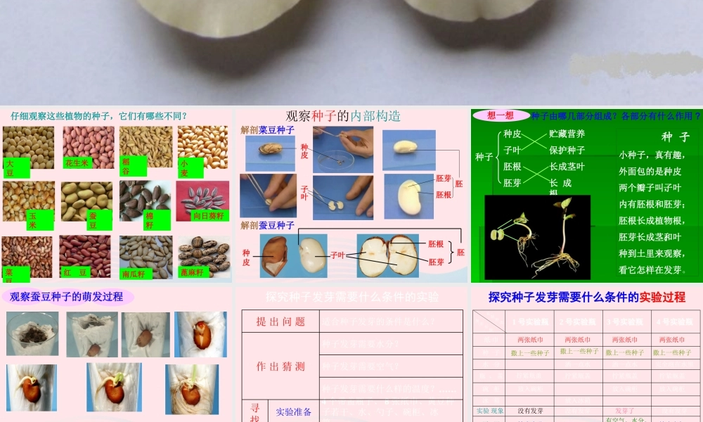 三年级科学下册 二 植物的生长 1《植物的种子》课件1 新人教版-新人教版小学三年级下册自然科学课件