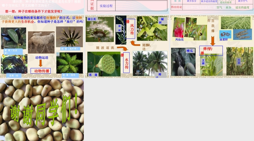 三年级科学下册 二 植物的生长 1《植物的种子》课件1 新人教版-新人教版小学三年级下册自然科学课件