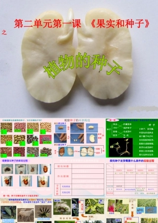 三年级科学下册 二 植物的生长 1《植物的种子》课件1 新人教版-新人教版小学三年级下册自然科学课件
