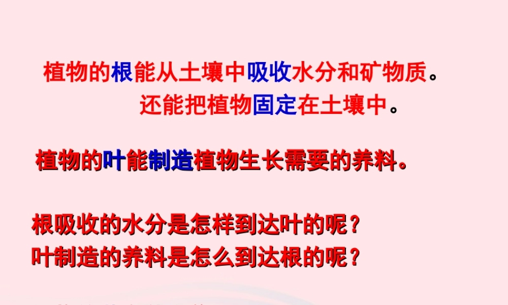 三年级科学下册 植物的生长变化 5 茎越长越高课件 教科版-教科版小学三年级下册自然科学课件