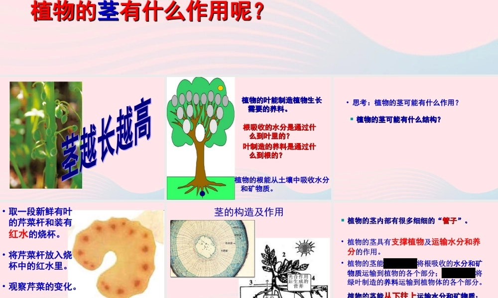 三年级科学下册 植物的生长变化 5 茎越长越高课件 教科版-教科版小学三年级下册自然科学课件