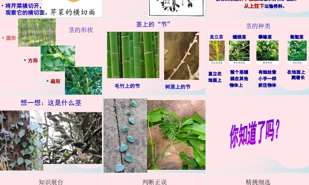 三年级科学下册 植物的生长变化 5 茎越长越高课件 教科版-教科版小学三年级下册自然科学课件