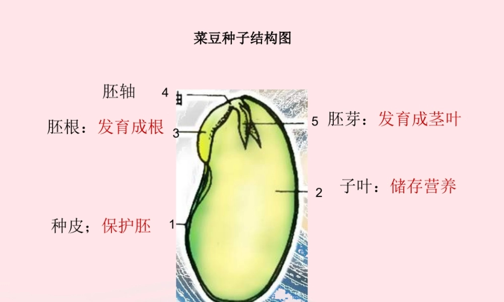 三年级科学下册 二 植物的生长 1《植物的种子》课件2 新人教版-新人教版小学三年级下册自然科学课件