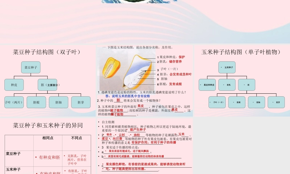 三年级科学下册 二 植物的生长 1《植物的种子》课件2 新人教版-新人教版小学三年级下册自然科学课件