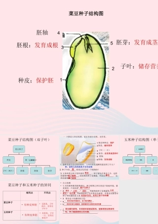 三年级科学下册 二 植物的生长 1《植物的种子》课件2 新人教版-新人教版小学三年级下册自然科学课件