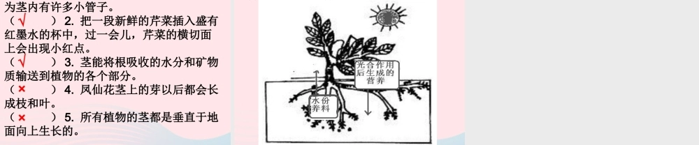三年级科学下册 植物的生长变化 5 茎越长越高课件1 教科版-教科版小学三年级下册自然科学课件