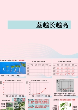 三年级科学下册 植物的生长变化 5 茎越长越高课件1 教科版-教科版小学三年级下册自然科学课件