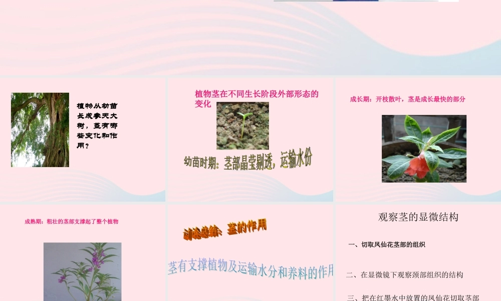 三年级科学下册 植物的生长变化 5 茎越长越高课件2 教科版-教科版小学三年级下册自然科学课件