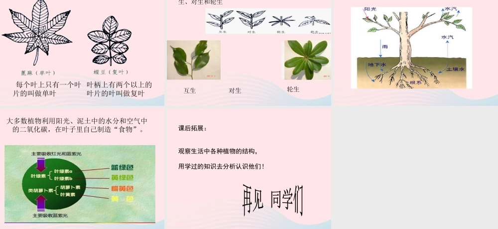 三年级科学下册 植物的生长变化 5 茎越长越高课件2 教科版-教科版小学三年级下册自然科学课件