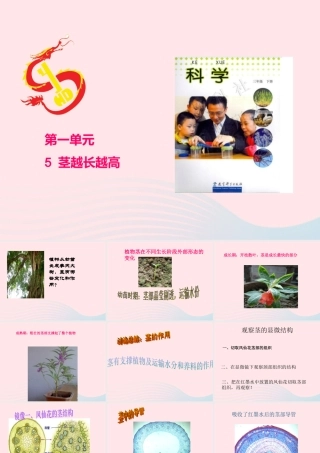 三年级科学下册 植物的生长变化 5 茎越长越高课件2 教科版-教科版小学三年级下册自然科学课件