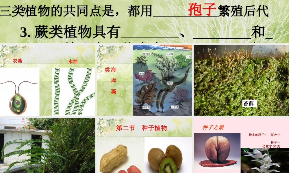 三年级科学下册 二 植物的生长 1《植物的种子》课件3 新人教版-新人教版小学三年级下册自然科学课件
