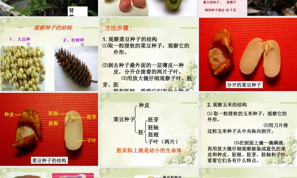 三年级科学下册 二 植物的生长 1《植物的种子》课件3 新人教版-新人教版小学三年级下册自然科学课件