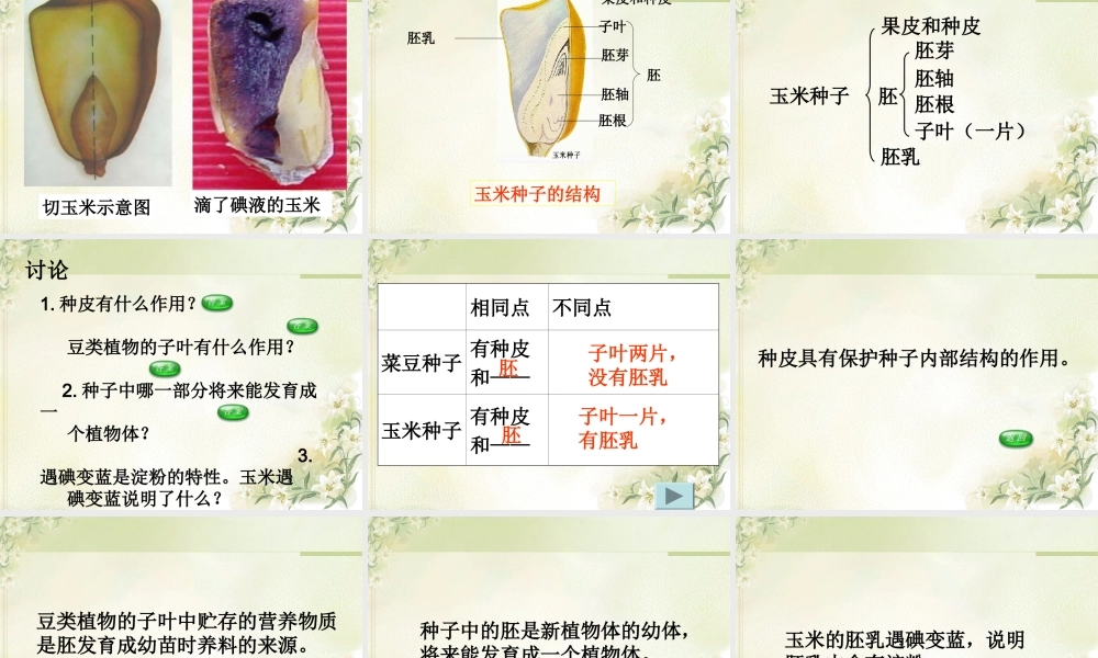 三年级科学下册 二 植物的生长 1《植物的种子》课件3 新人教版-新人教版小学三年级下册自然科学课件