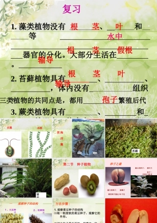三年级科学下册 二 植物的生长 1《植物的种子》课件3 新人教版-新人教版小学三年级下册自然科学课件