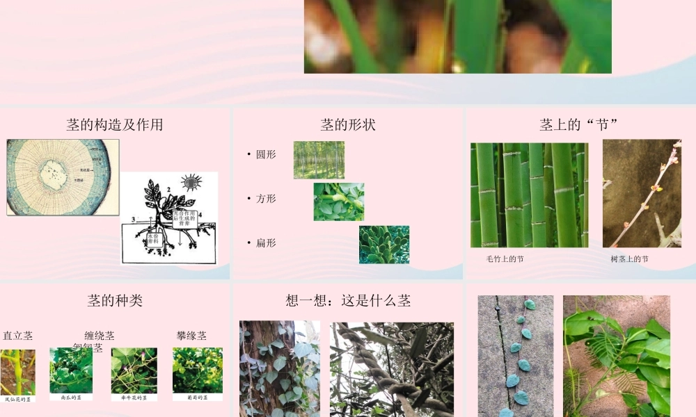 三年级科学下册 植物的生长变化 5 茎越长越高课件3 教科版-教科版小学三年级下册自然科学课件