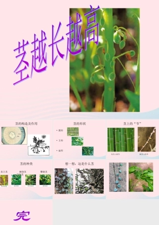 三年级科学下册 植物的生长变化 5 茎越长越高课件3 教科版-教科版小学三年级下册自然科学课件