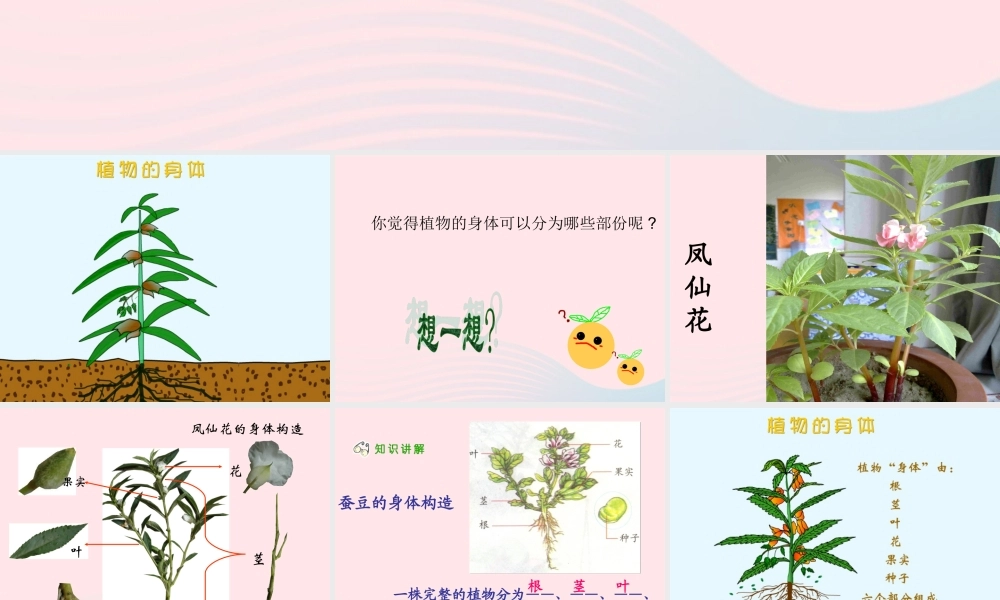 三年级科学下册 二 植物的生长 3《植物的身体》课件1 新人教版-新人教版小学三年级下册自然科学课件
