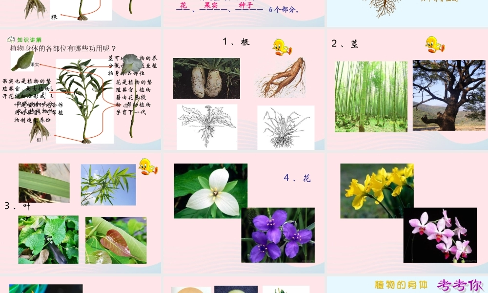 三年级科学下册 二 植物的生长 3《植物的身体》课件1 新人教版-新人教版小学三年级下册自然科学课件