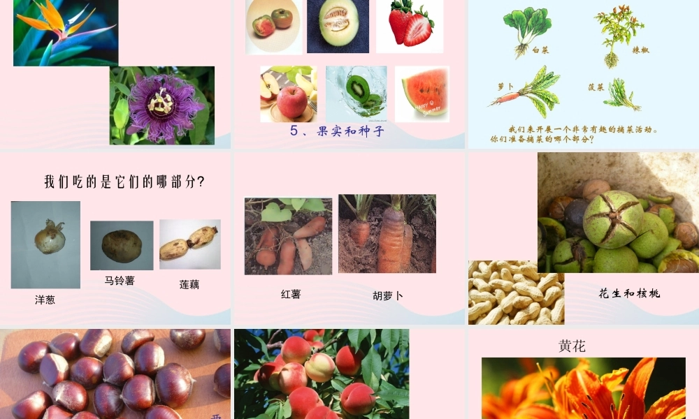 三年级科学下册 二 植物的生长 3《植物的身体》课件1 新人教版-新人教版小学三年级下册自然科学课件