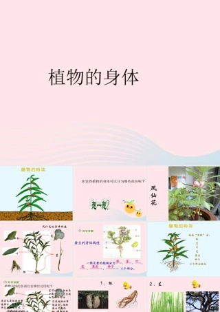 三年级科学下册 二 植物的生长 3《植物的身体》课件1 新人教版-新人教版小学三年级下册自然科学课件
