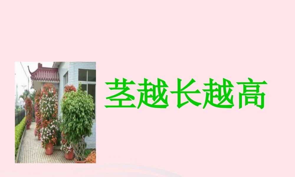 三年级科学下册 植物的生长变化 5《茎越长越高》课件 教科版-教科版小学三年级下册自然科学课件