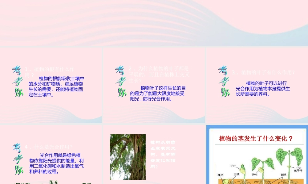 三年级科学下册 植物的生长变化 5《茎越长越高》课件 教科版-教科版小学三年级下册自然科学课件