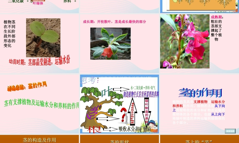 三年级科学下册 植物的生长变化 5《茎越长越高》课件 教科版-教科版小学三年级下册自然科学课件