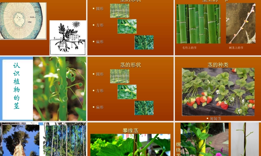 三年级科学下册 植物的生长变化 5《茎越长越高》课件 教科版-教科版小学三年级下册自然科学课件