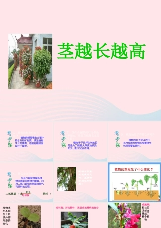 三年级科学下册 植物的生长变化 5《茎越长越高》课件 教科版-教科版小学三年级下册自然科学课件