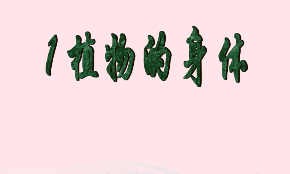 三年级科学下册 二 植物的生长 3《植物的身体》课件2 新人教版-新人教版小学三年级下册自然科学课件