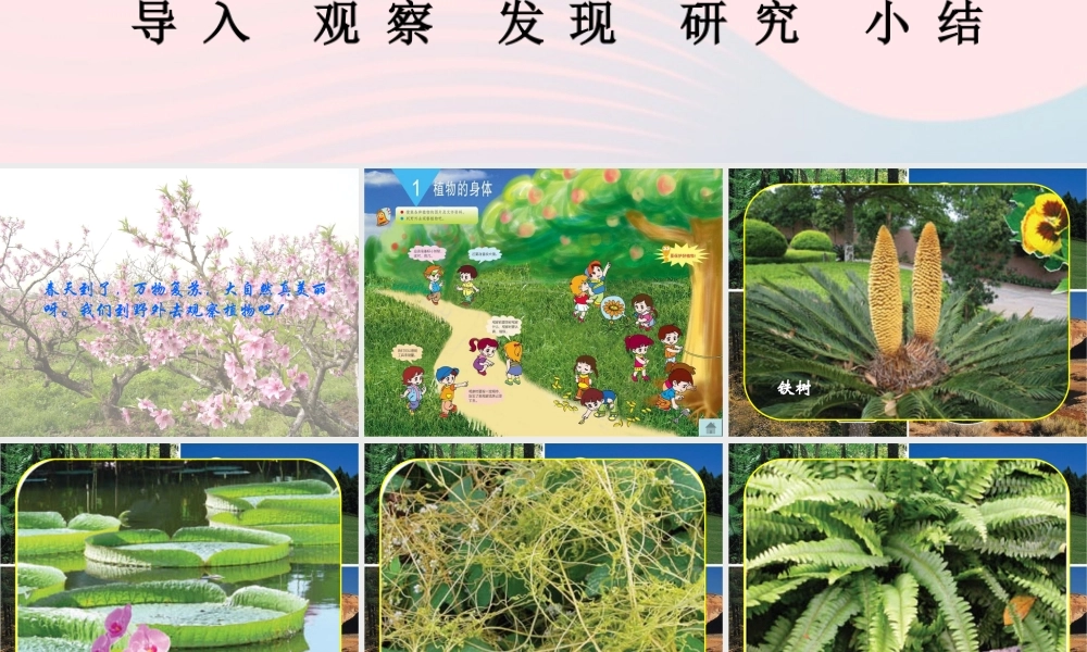 三年级科学下册 二 植物的生长 3《植物的身体》课件2 新人教版-新人教版小学三年级下册自然科学课件