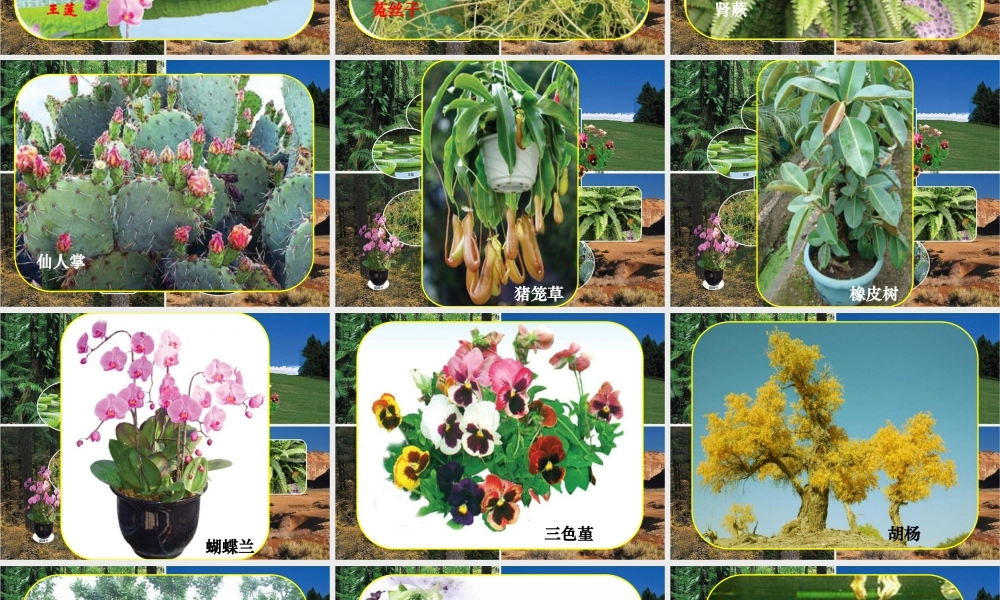 三年级科学下册 二 植物的生长 3《植物的身体》课件2 新人教版-新人教版小学三年级下册自然科学课件