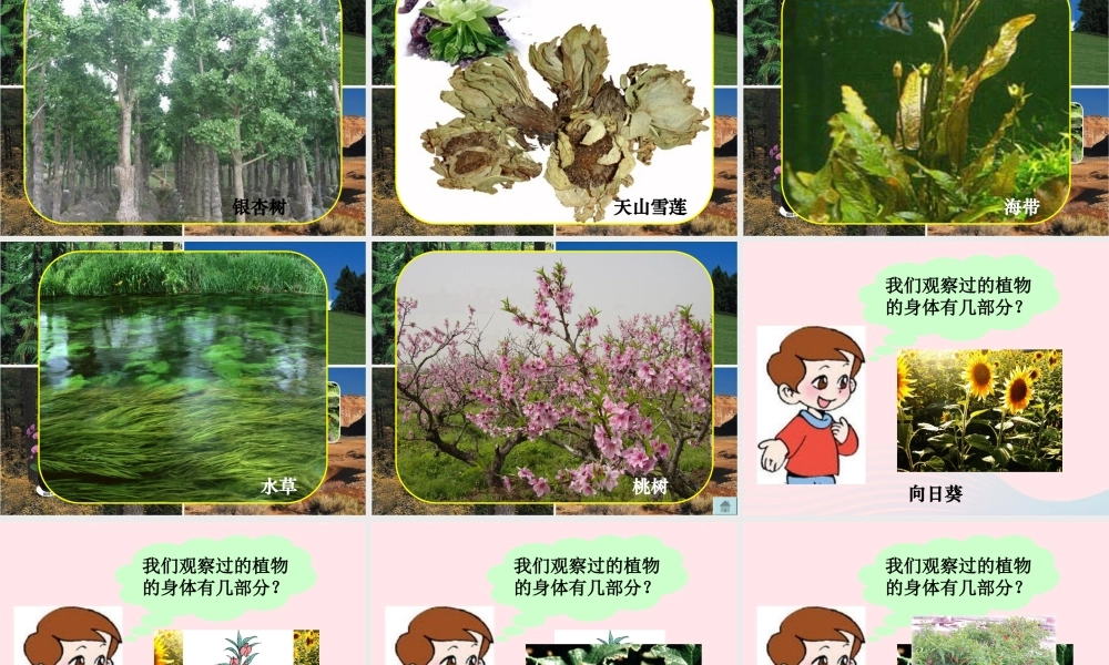 三年级科学下册 二 植物的生长 3《植物的身体》课件2 新人教版-新人教版小学三年级下册自然科学课件