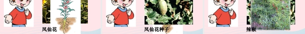 三年级科学下册 二 植物的生长 3《植物的身体》课件2 新人教版-新人教版小学三年级下册自然科学课件