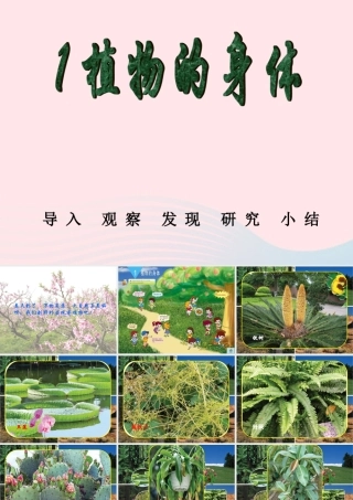 三年级科学下册 二 植物的生长 3《植物的身体》课件2 新人教版-新人教版小学三年级下册自然科学课件